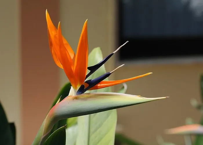 Lägenhetshotell Oasis 3*