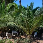 Oasis