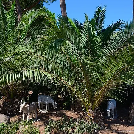 Oasis